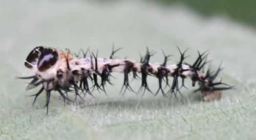 Réf. 302 883 : Periclista sp.